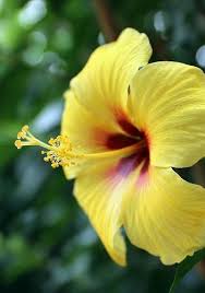 We did not find results for: Yellow Hibiscus Yellow Hibiscus Hibiscus Flowers Hibiscus Plant