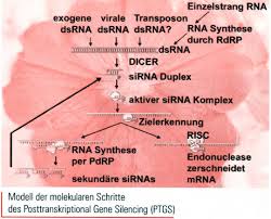 This mrna travels out of the nucleus into the. Laborjournal Online Stichwort Rna Interferenz