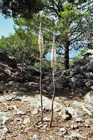 Image result for Drimia calcarata