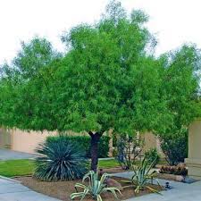 Evergreen elm tree read more; Las Vegas Fast Growing Trees African Sumac Trees For Sale Shade Trees Backyard Trees Desert Trees