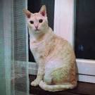 The Red Point Siamese Cat - Life with Siamese Cats