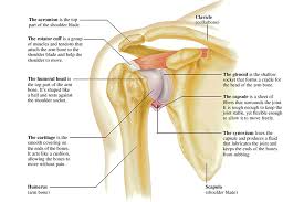 The large deltoid muscle is the outer layer of shoulder muscle. Shoulder Archives Comprehensive Orthopaedics