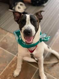 We'll start the kids on working with the puppies, individually, to accept and protect the feathered . Bogart Hearts For Paws