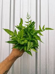 Image result for Coniogramme