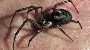The nobel false widow spider bears a strong resemblance to the black widow, but they are very different. False Widow Spider Finds Close Four East London Schools Bbc News