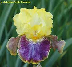 Tbletsfly Tbkthruo Twiki Iris Garden Growing Irises Iris Flowers