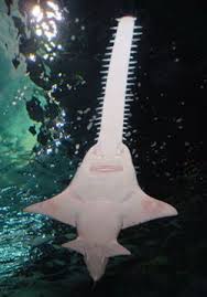 The Sawfish A Ray Is An Elasmobranch And Like Its Fellow Group Members Sharks Rays And Skates Has A Cart Kopekbaliklari Okyanus Yasami Hayvanlar