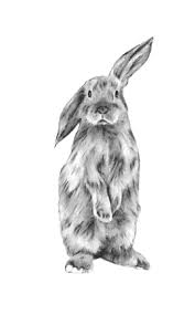 Original Charcoal Bunny Drawing Rabbit Art Bunny Art Rabbit Drawing Bunny Sketch Nursery Art Rabbit Sketch 5 X7 Bunny Drawing Rabbit Drawing Bunny Art