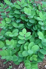 Image result for Ophrypetalum odoratum