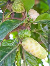 Image result for Morinda