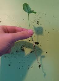 First, i gently removed the seeds from an organic lemon. Re Potting Mediterranean Bonsai