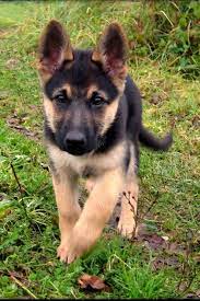 German Shepherd Puppy Shepherd Puppies Cute Animals Puppies