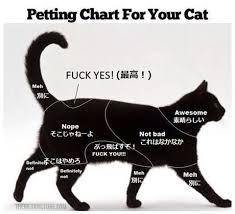 犬と猫の仕草から学ぶ 図解 犬のきもち 猫のきもち 不思議 net cats pets cat advice
