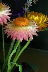 Pin On Flower Garden