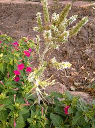 Antonio Delgado Flora Con Imagenes Naturaleza Flores Cactus