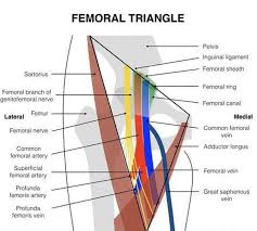 Включая результаты для hesselbach triangle. Femoral Triangle Boundaries And Contents