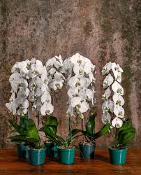 PROMOÇÃO - Caixa com 6 vasos de orquídea phalaenopsis cascata branca - We  Flores