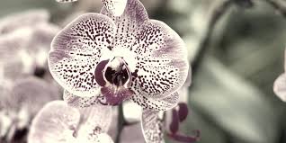 Some of them bloom once in a blue moon while others are almost extinct in the wild. 10 Rarest Orchids In The World Rarest Org