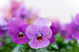 Check spelling or type a new query. Ungu Warna Mahal Dan Istimewa Untuk Para Bangsawan Kumparan Com