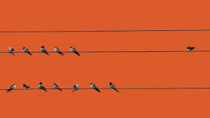 The Difference Between Asocial And Antisocial The Swaddle