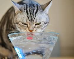 猫が水を飲んでいる様子の画像