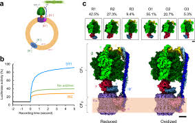 Atp synthase contains a membrane‐spanning domain, sometimes known as the f 0 subunit the existence of atp synthase implies that electron transport and atp synthesis are not directly linked. Structural Basis Of Redox Modulation On Chloroplast Atp Synthase Communications Biology