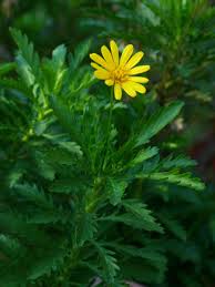 Image result for Euryops chrysanthemoides