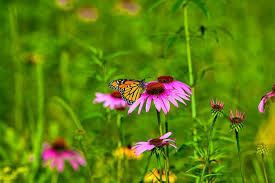 Nectar mattress guarantees ideal sleep through optimal levels of firmness, coolness, breathability, and comfort with our mattresses, pillows and other sleeping products. Ask A Local Master Gardener What S The Difference Between Nectar And Pollen