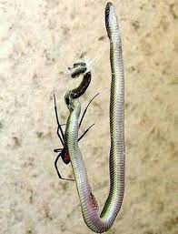 Snake Eating Spider Wolf Spider Snake Spider