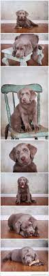 We did not find results for: Milwaukee Wisconsin Photographer Photography By Danielle Silver Lab Puppies Cute Baby Animals Lab Puppies
