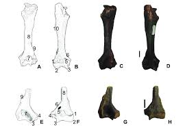 O ouvir música está trabalhando para obter o . A D Smilodon Populator Right Humerus In Posterior A C And Anterior Download Scientific Diagram