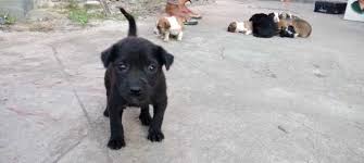 If you are looking for dogs/puppies for adoption or willing to sell dogs/puppies via online then you have landed. Dog Adoption In Chennai Animal Shelters You Can Adopt From