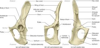 We created an anatomical atlas of abdominal and pelvic ct which is an interactive tool for studying the conventional anatomy of the normal structures based on a multidetector computed tomography. Linea Aspera An Overview Sciencedirect Topics