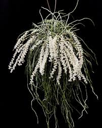 Image result for Microcoelia stolzii