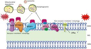 Image result for Hypoxis sp. A (as per FZ 12-3)