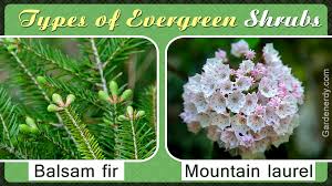 Common Types Of Evergreen Shrubs