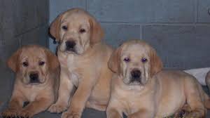 They have a very keen sense of smell. Yellow Lab Puppies For Sale Cream And Yellow Lab Puppy Breeder