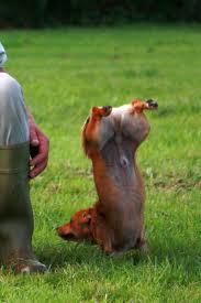 Browse funny animals pictures, photos, images, gifs, and videos on photobucket 50 Funny Animal Pictures Cute Photos Of Wild Animals