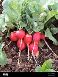 Image result for Raphanus