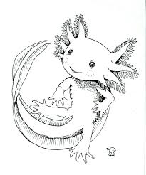 How to draw an axolotl for kids. Artstation Amphibian Drawings Luba S Modeller