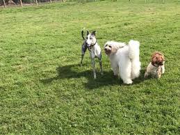 Enclosed dog parks near me. No Need For A Lead Enclosed Dog Field Dog Parks Near Me
