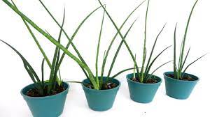 How To Divide And Grow Sansevieria Bacularis Snake Plant Propagating Plants Plants Sansevieria