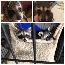 Maybe you would like to learn more about one of these? Great Lakes Pigeon Rescue Home Facebook