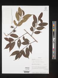 Image result for Canthium oligocarpum