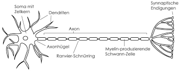 Netzwerke von nervenzellen steuern im menschlichen rückenmark die muskulatur. Nervenzellen Aufbau Funktion Studyhelp Online Lernen
