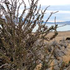 Image result for Cliffortia linearifolia