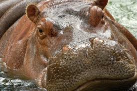 Do Hippos Swim A Moment Of Science Indiana Public Media
