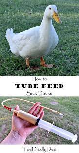 How To Tube Feed Sick Ducks Tutorial Showing How To Tube Feed Ducks