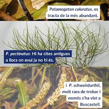 Image result for Potamogeton schweinfurthii