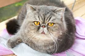 A place for all the persian cats owners and lovers. Persian Cats At High Risk Of Health Problems